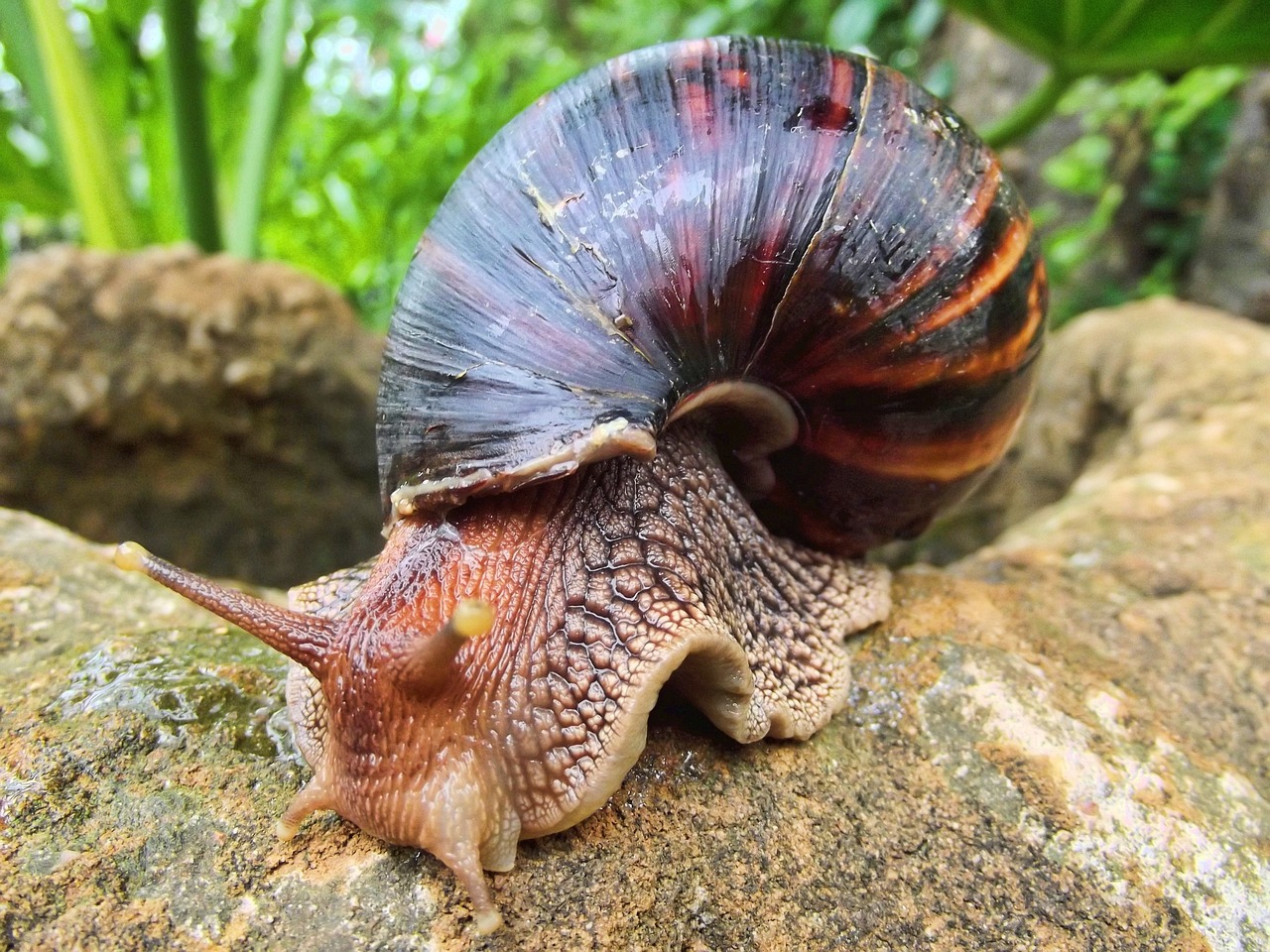 snail, african, south africa, giant, land, gals, giant african land snail, snail, snail, snail, snail, snail, south africa, south africa, giant, gals