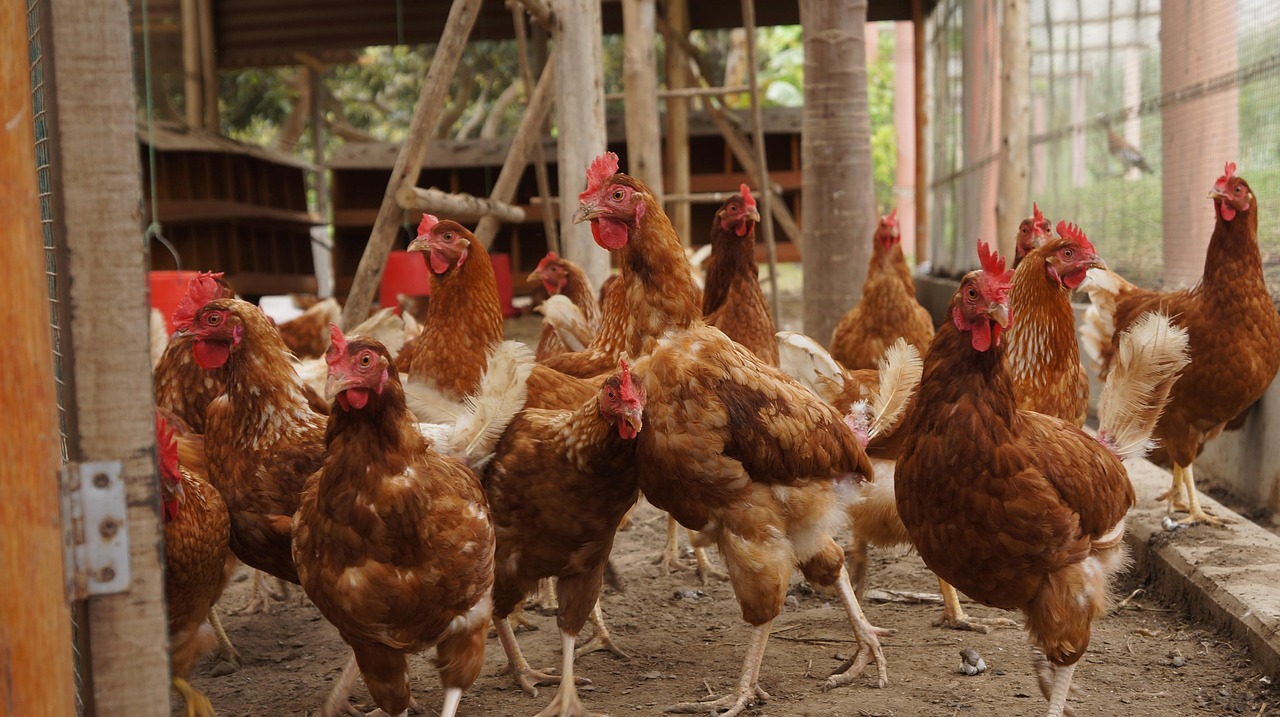 hens, birds, poultry, chicken coop, chickens, layers, animals, nature, corral, cage