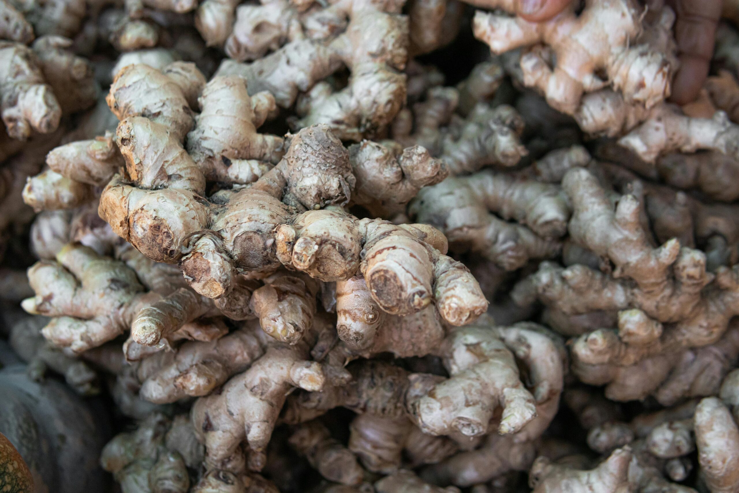 Close-up image of a large pile of fresh organic ginger roots, showcasing texture and abundance.