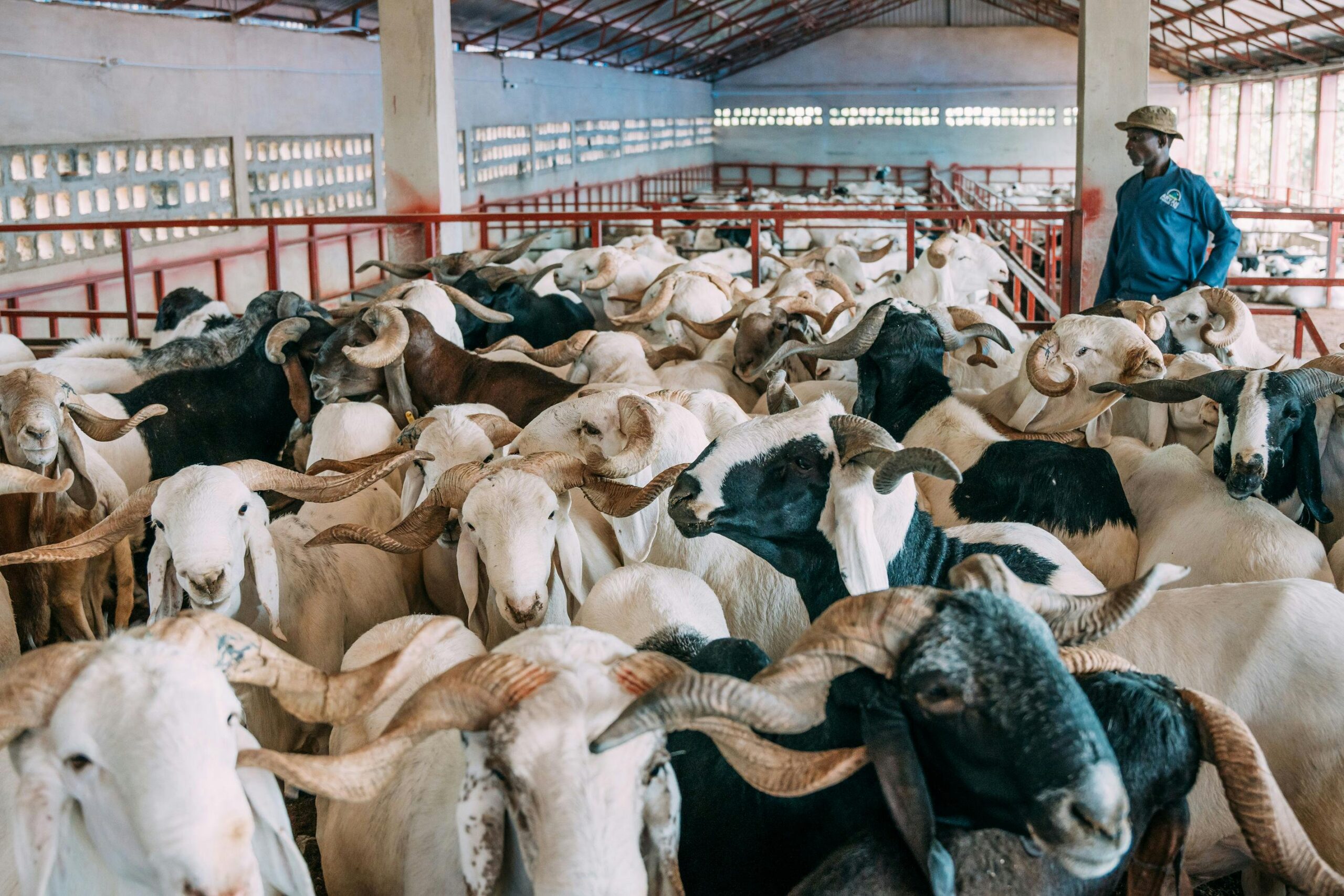 A farmer tends a herd of rams inside a Nigerian livestock stable.