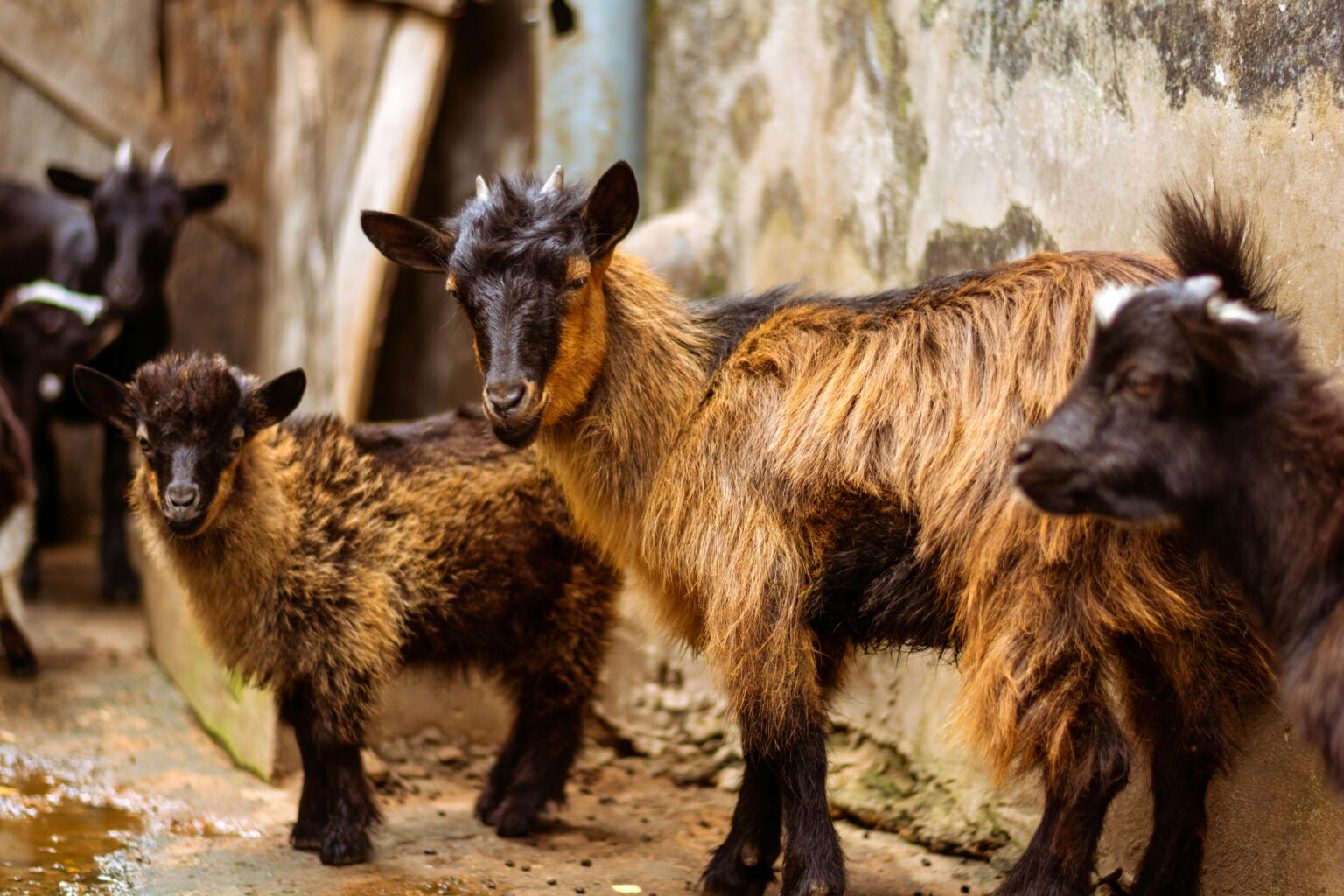 Close-up view of goats standing together, highlighting their fur and natural habitat.
