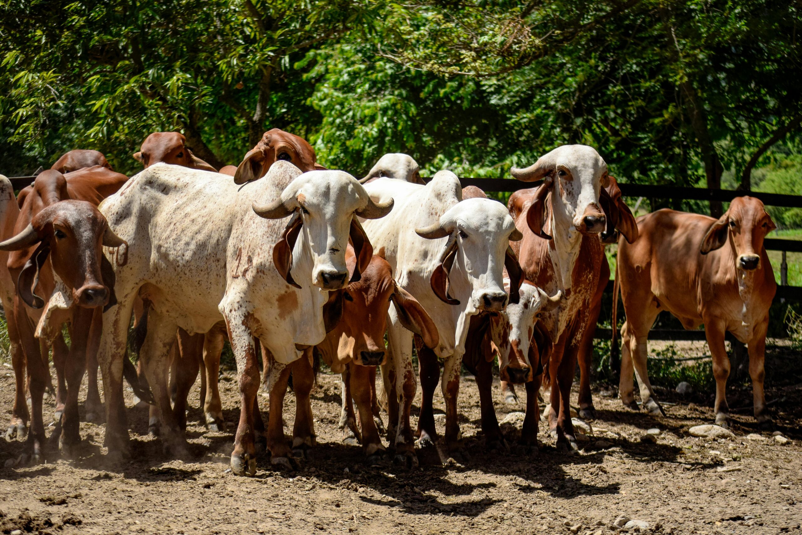 A herd of Brahman cattle in a sunlit corral in Honda, Tolima, Colombia.