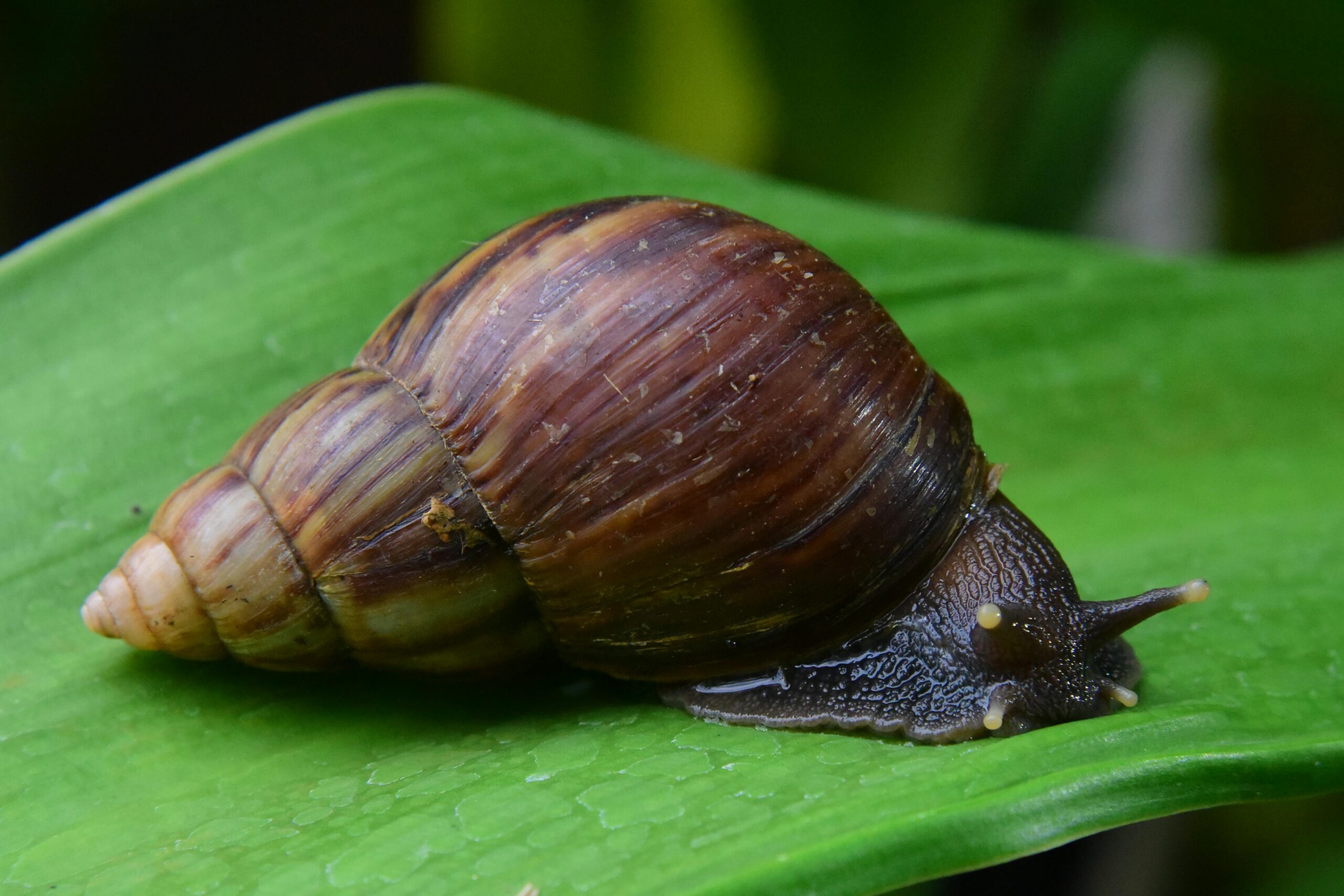 Detailed macro shot of a garden snail on a green leaf, showcasing nature's textures.