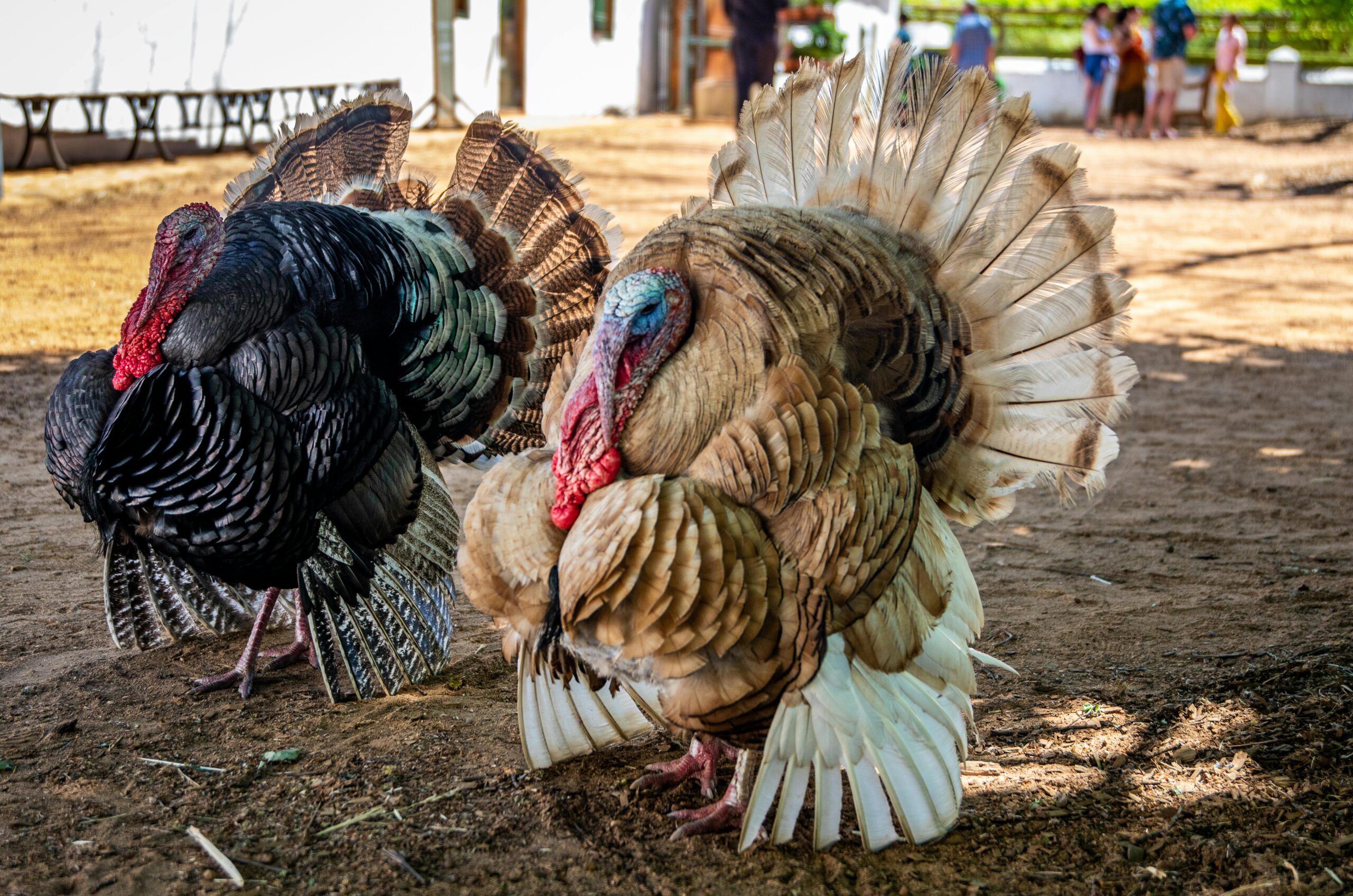 Close-up of vibrant turkeys showcasing feathers on a rural farm.